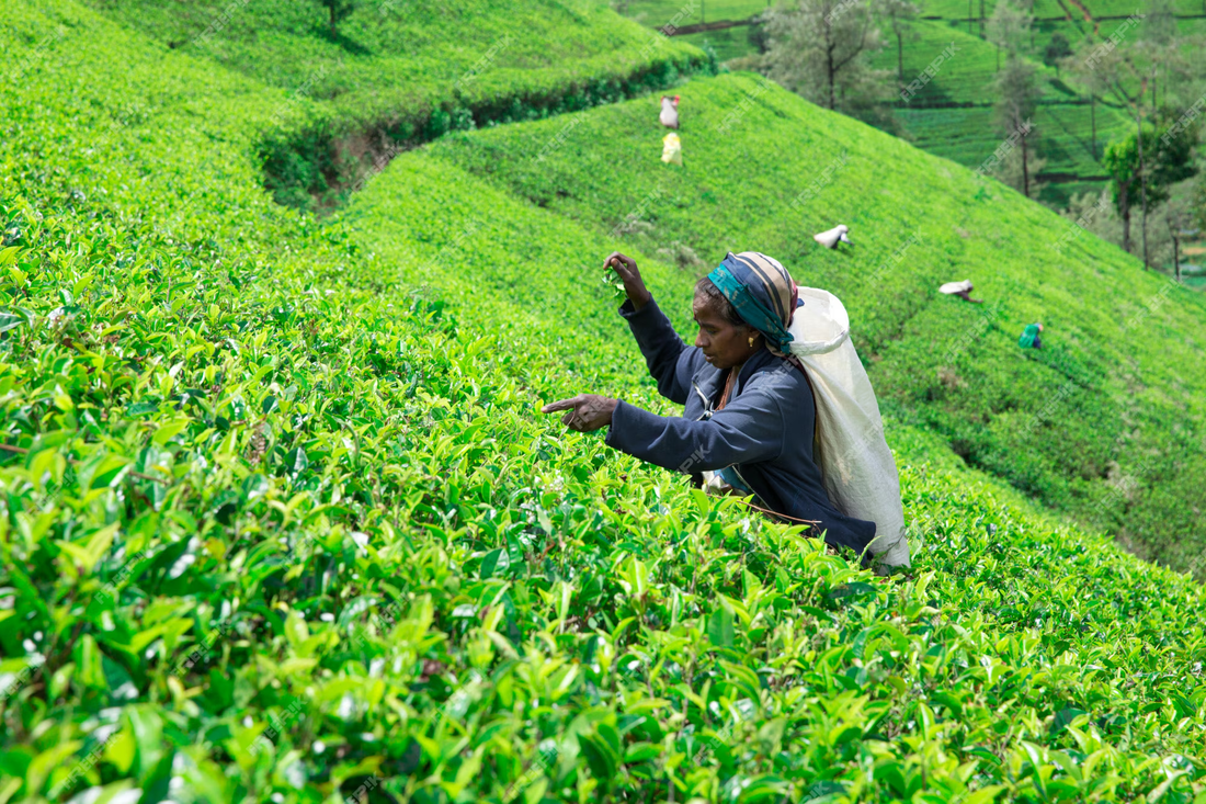 The Forgotten Role of Women in Darjeeling’s Tea Industry: A Gendered Lens on Labor, Legacy, and Resistance