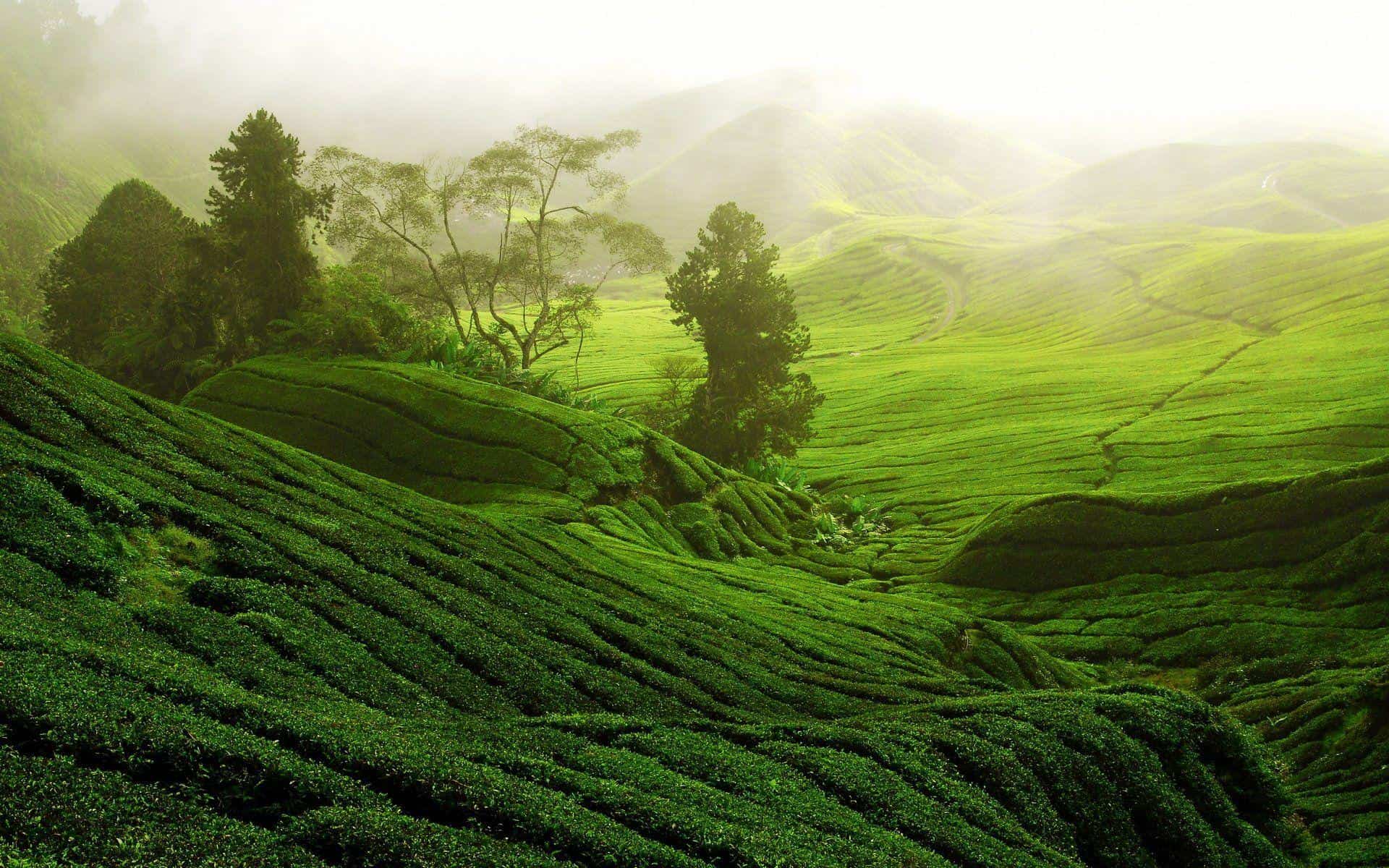 tea garden