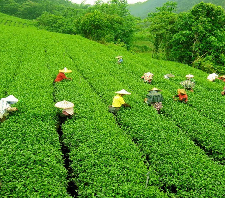 darjeeling tea