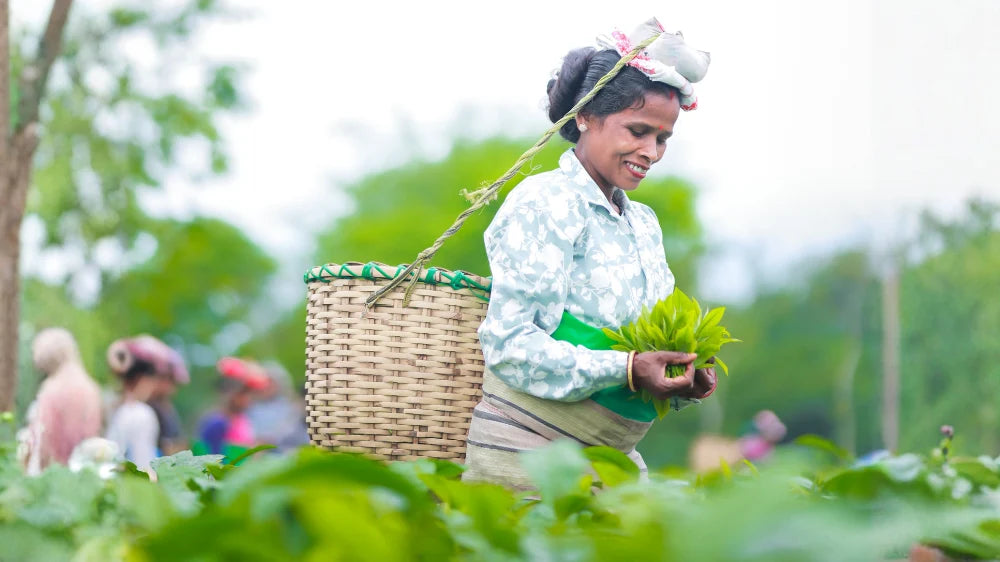 Assam Second Flush Tea: A Complete Guide