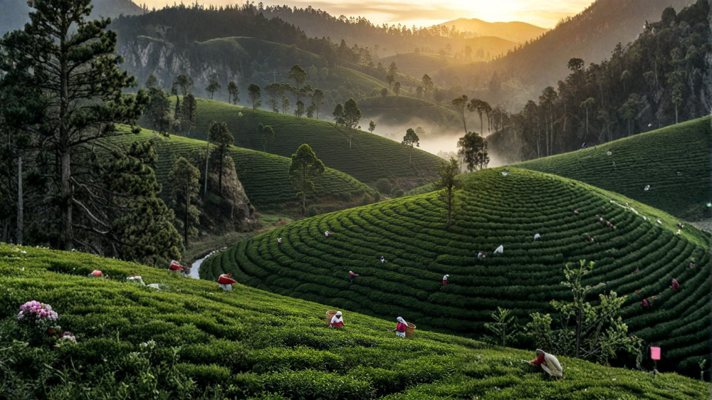 Why Is Darjeeling’s First Flush Known As The Champagne Of Teas?