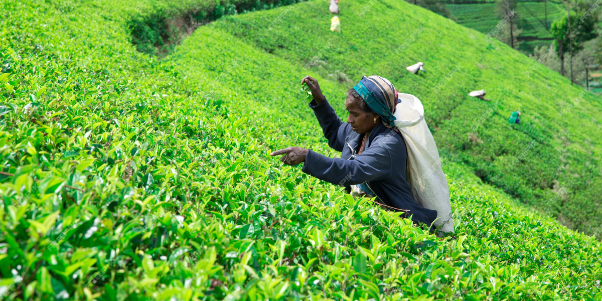 The Forgotten Role of Women in Darjeeling’s Tea Industry: A Gendered Lens on Labor, Legacy, and Resistance