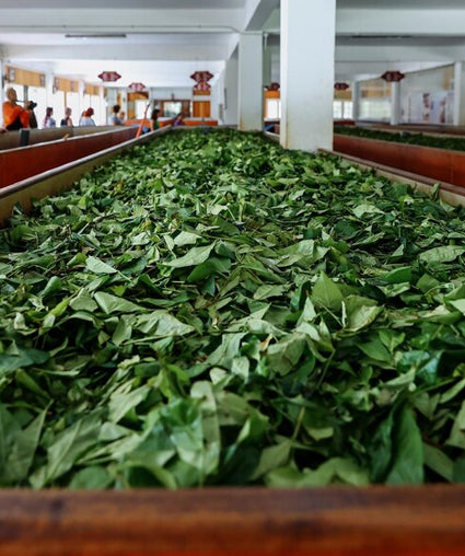 spreading tea leaf