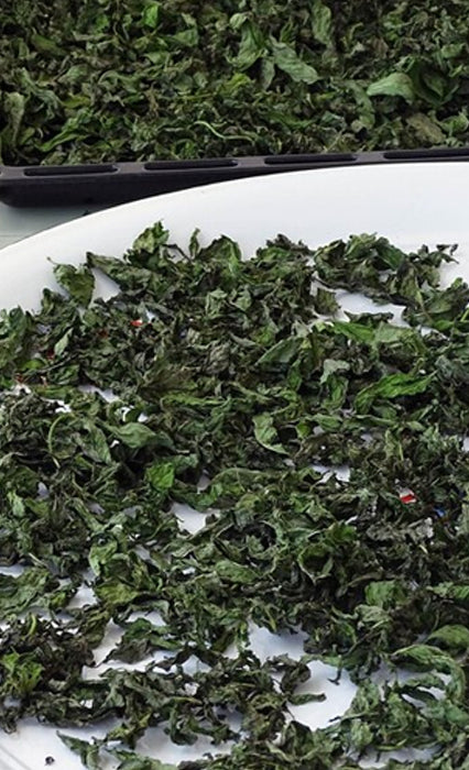 drying tea leaf