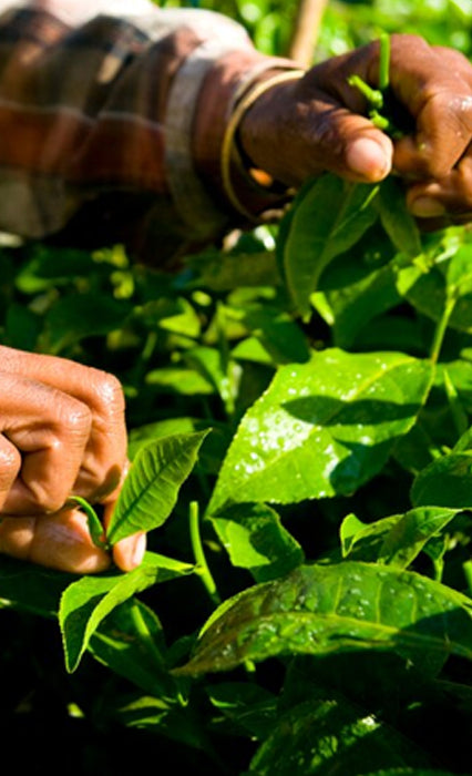 plucking tea leaf